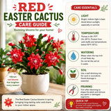Red Easter Cactus Plant Live, Vibrant Blooming Cactus, 6'' Tall in 4 Inches Pot, Holiday Cactus, Flowering Succulent for Indoor Outdoor Planting