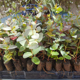 Eucalyptus Plant Live Tree in 2.5" Pot, Cold Hardy, Very Fragrant Foliage, Colorful, Ready to Grow Outdoor (Baby Blue)