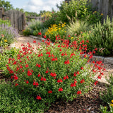 Red Salvia Live Plant in 4 Inch Pot, Bright Red Blooming Salvia Perennial Flower for Outdoor Garden and Containers