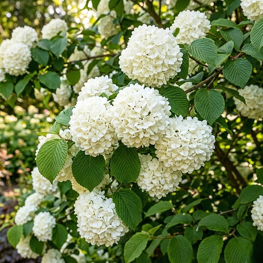 Set 2 Snowball Viburnum Live Plants, Bare Root 8 to 12 Inches Tall, White Flowering Shrub, Low Maintenance for Outdoor Garden