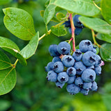 Emerald Blueberry Bushes Live Plant 4'' Potted, Fully Rooted, Sweet, High Yielding Blueberry Plants for Growing Outdoor