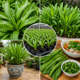 Culantro Live Plant 4 Inches Tall in 4 Inch Pot, Culantro Herb Plant Live, Green Foliage for Indoor Outdoor Growing