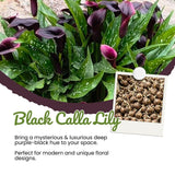 Set of 3 Black Calla Lily Bulbs for Planting, Ornamental Flower Bulbs for Garden Beds, Patio Pots, Flower Bulbs for Growing