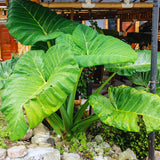 2 Alocasia Live Plants, Live Alocasia Plants Indoor, 3 to 5 Inches, Colocasia Plant, Elephant Ear Esculenta Taro Colocasia Plant House Plant (Giant Green)