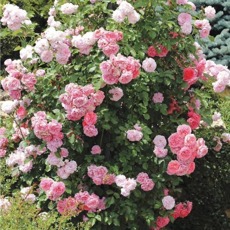 Rare Rose Bush Live Plant - Rose Plant Live to Grow - Bareroot 5-10 Inch Tall - Fragrant Rose Flowers Shrub - No Pot (Pink Rose)