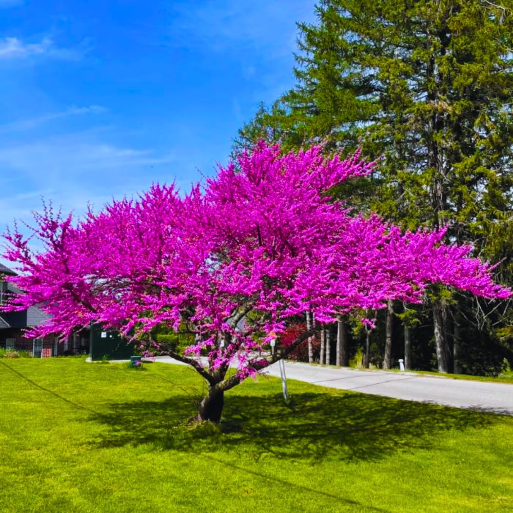 Eastern Redbud Plant Live Tree, Cold Hardy Dormant, 8 Inc to 15 Inches Tall Seedlings, Early Spring Blooms, Purple Flowers Bloom