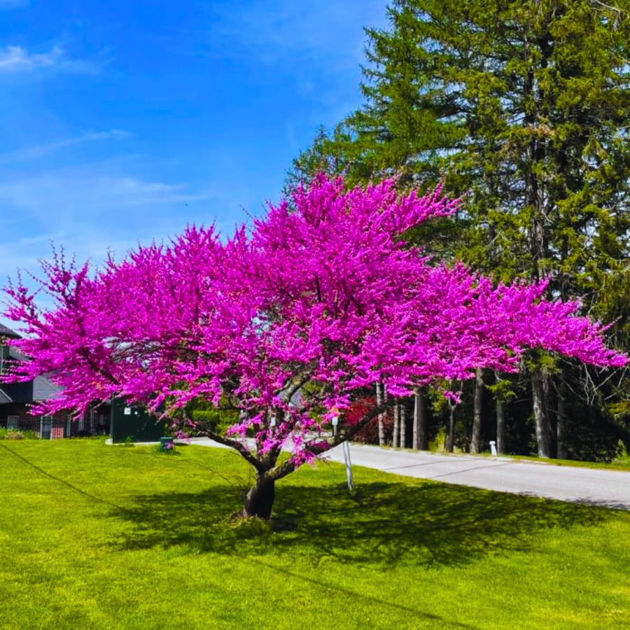3 Eastern Redbud Trees Live Plants for Early Spring Planting, Dormant Seeding Purple Flowers Red Bud Trees for Growing, 6-12"