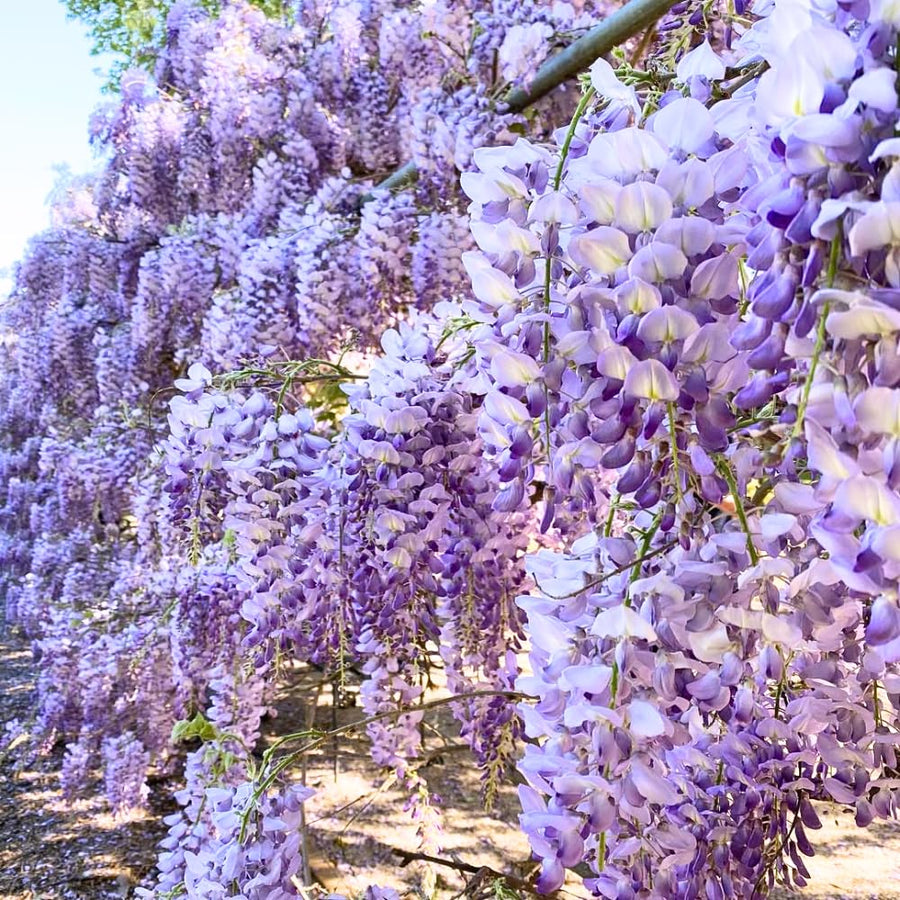 Purple Wisteria Live Plant, Vibrant Purple Flower, 3-5 Inches Tall in 2.5 Inch Pot for Outdoor Planting