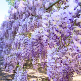 Purple Wisteria Tree Live Plant, Wisteria Live Plant, Purple Flower, 3-5 Inches Tall in 2.5 Inch Pot for Planting, Dormant in Winter