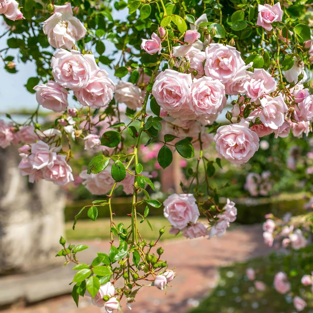 Well-Rooted Rose Live Plant, Climbing Roses Live Plant, Fragrant Climber Plant for Planting, No Leaf, Trim Back, 5-9" in Tall, Bare Root (Rose Pink)