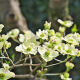 2 White Dogwood Tree Live Plants Bare Roots, 12 to 18'' Tall, Dogwood Flowering Plant Live