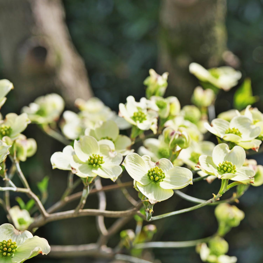 2 White Dogwood Tree Live Plants Bare Roots, 12 to 18'' Tall, Dogwood Flowering Plant Live