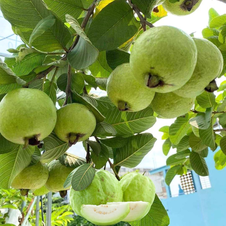 3 White Guava Trees Live Plants, 6-8" in 4" Pot, Sweet White Guava Trees for Gardening
