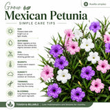 2 Mix Mexican Petunia Plants 4" Pot, Live Flowering Garden Plants for Patio, Containers and Backyard Landscaping, Hardy Outdoor Plant