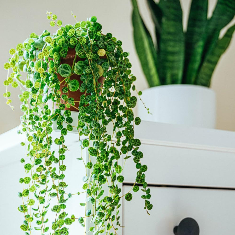 String of Turtles Plant Live in 3" Pot, Peperomia Trailing Houseplant, Green Leaves for Indoor Growing