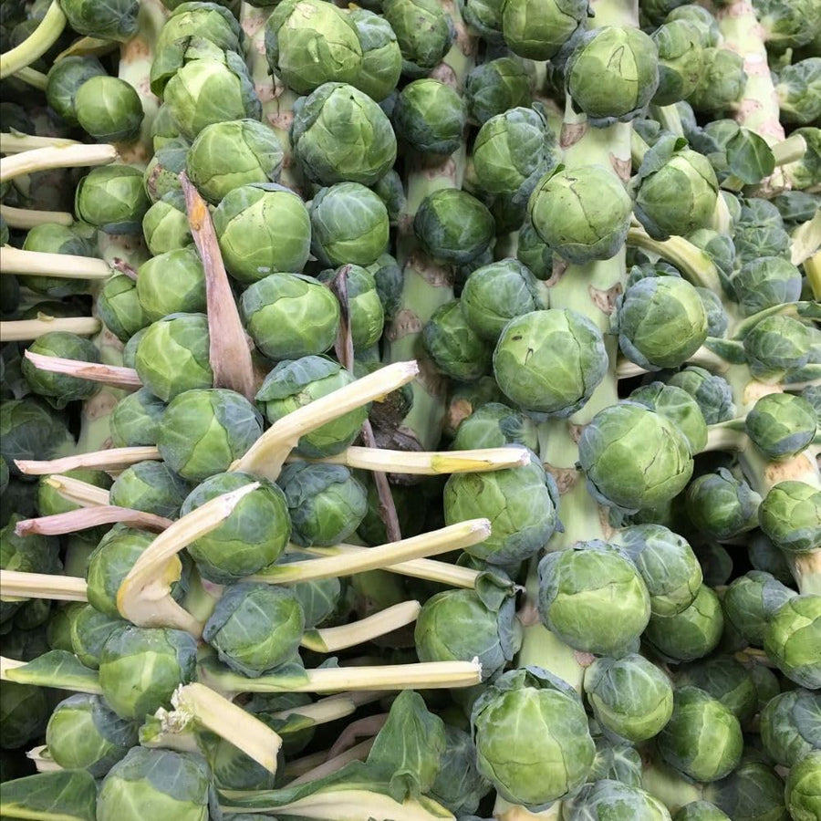 Pack 500+ Brussels Sprouts Seeds, Green Vegetable Seeds for Garden Planting