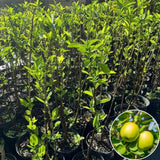 Yellow Apple Tree Live Plant, 2 Feet Tall, Sweet Apple Plant Live for Planting, Live Apple Tree Plant, Golden Apple Fruit Tree, Bareroot