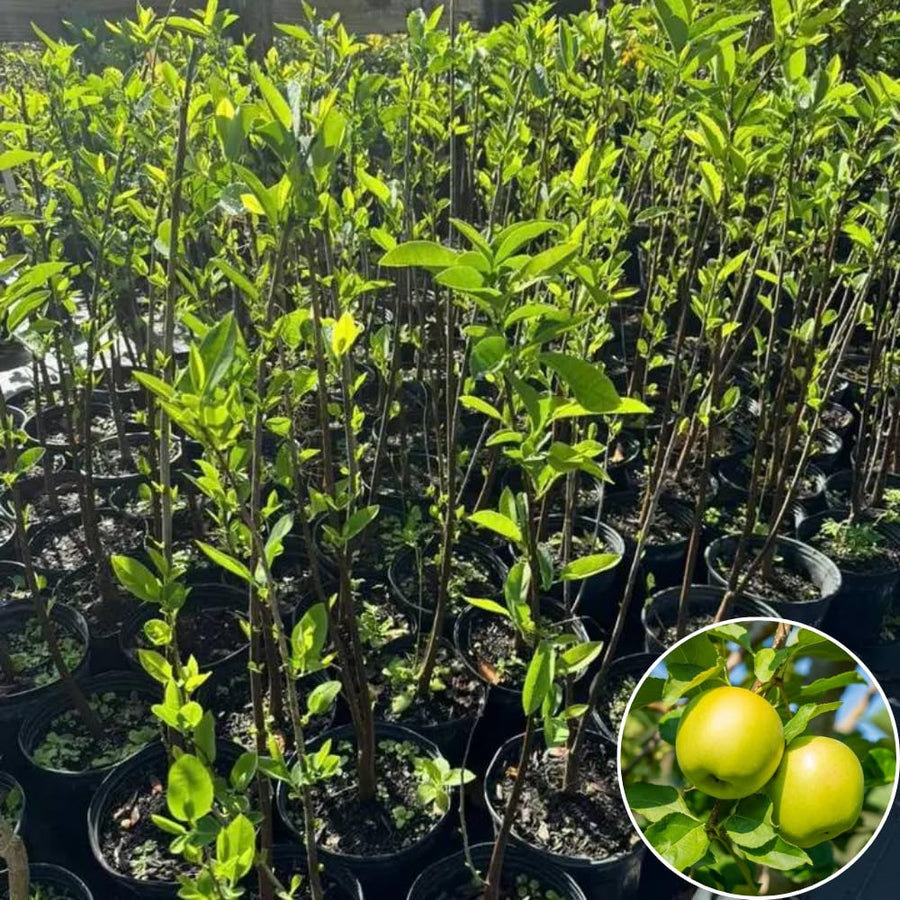 Yellow Apple Tree Live Plant, Sweet Apple Plant Live for Planting, 1.5-2 Feet Height, Live Apple Tree Plant, Sweet Apple Fruit Tree, Bareroot