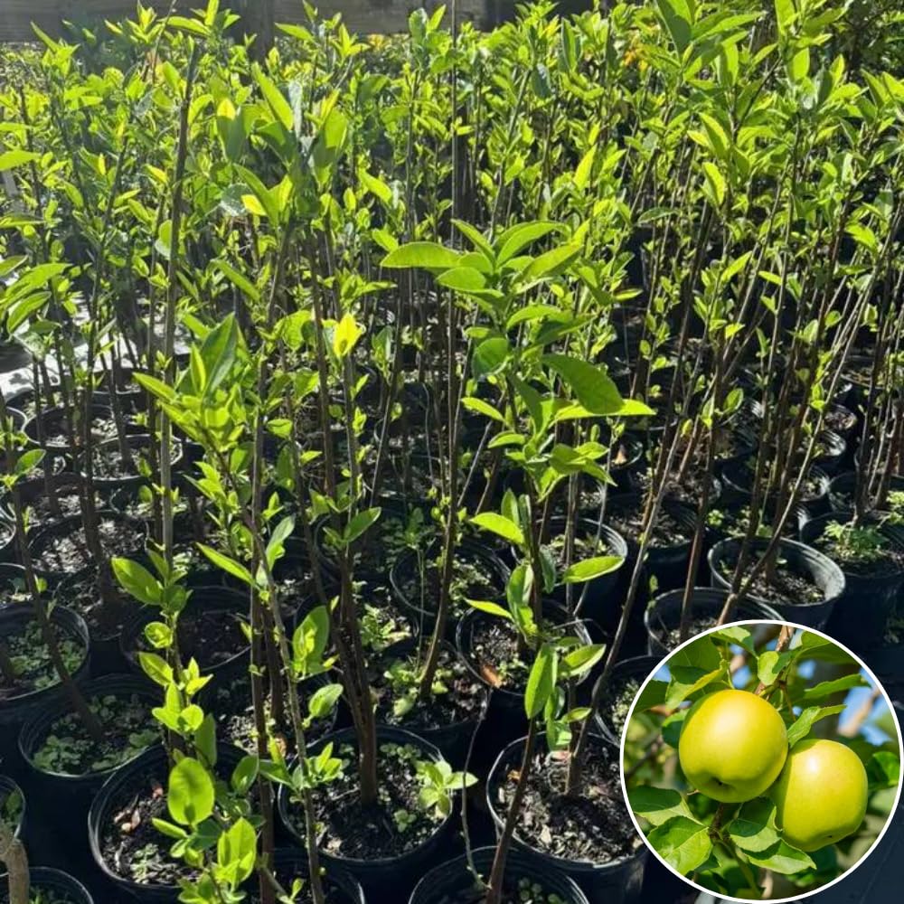 2 Yellow Delicious Apple Trees Live Plant, Apple Plant Live for Planting, 2 Feet Tall, Bareroots, Apple Tree Plant, Apple Fruit Tree