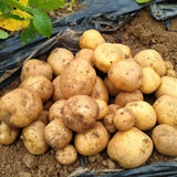 2 Pounds Yukon Gold Seed Potatoes for Planting, Heirloom, High Yields Potato Seeds Tubers Bulbs Vegetable Live Plants