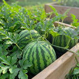 Pack 400 Sweet Watermelon Seeds, Watermelon Seeds for Planting, Sweet and Seedless Fruit, Melon Seed for Outdoor Garden