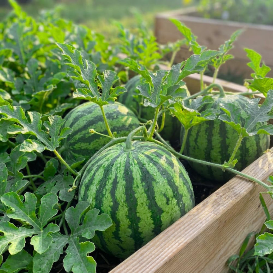 Pack 400 Sweet Watermelon Seeds, Watermelon Seeds for Planting, Sweet and Seedless Fruit, Melon Seed for Outdoor Garden