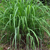 400 Lemongrass Seeds for Planting, Fragrant Lemon Grass Herb, Ideal for Outdoor Garden, Patio, Containers