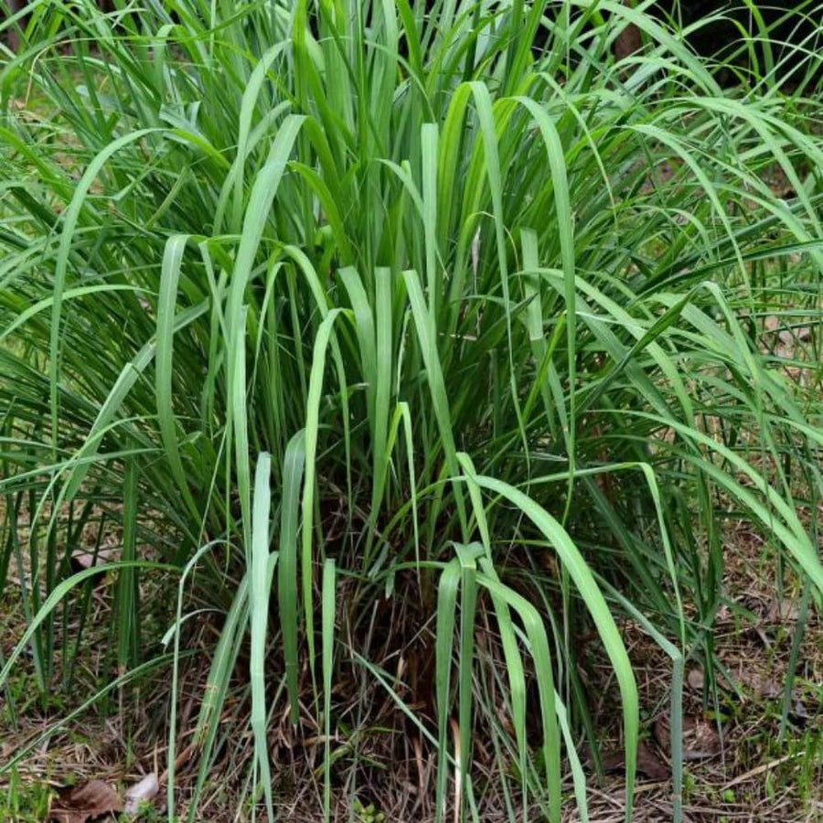 400 Lemongrass Seeds for Planting, Fragrant Lemon Grass Herb, Ideal for Outdoor Garden, Patio, Containers