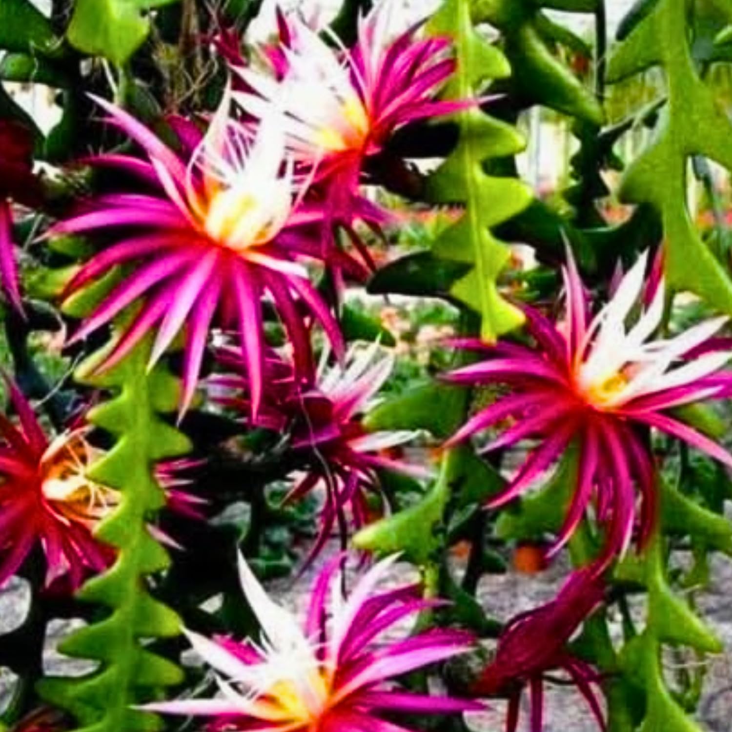 Fishbone Cactus Live Plant in Pot, Starter Epiphyllum Cactus for Hanging Basket Succulents Plant Live, 6-7" Tall in 2" Pot Houseplant Trailing Indoor