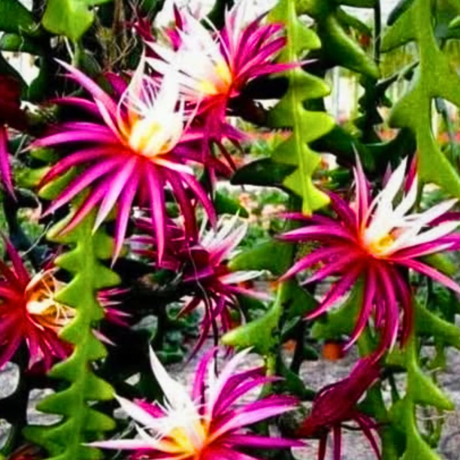 Fishbone Cactus Live Plant in Pot, Starter Epiphyllum Cactus for Hanging Basket Succulents Plant Live, 6-7" Tall in 2" Pot Houseplant Trailing Indoor