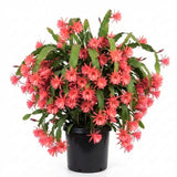 2 Salmon Epiphyllum Orchid Cactus Live Plants, 6-8" in Tall Succulent for Indoor Outdoor Home Decor, Cold Hardy, Spring Planting