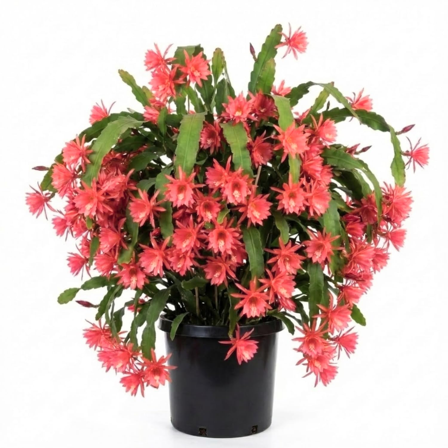 2 Salmon Epiphyllum Orchid Cactus Live Plants, 6-8" in Tall Succulent for Indoor Outdoor Home Decor, Cold Hardy, Spring Planting