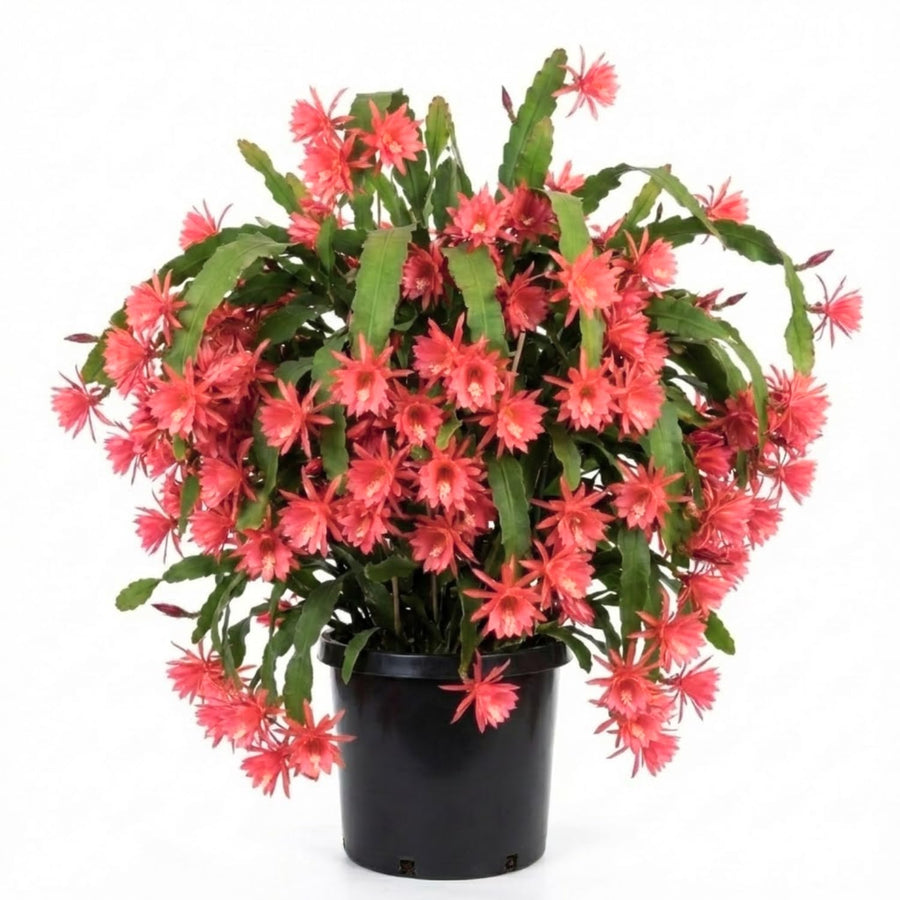 2 Salmon Epiphyllum Orchid Cactus Live Plants, 6-8" in Tall Succulent for Indoor Outdoor Home Decor, Cold Hardy, Spring Planting