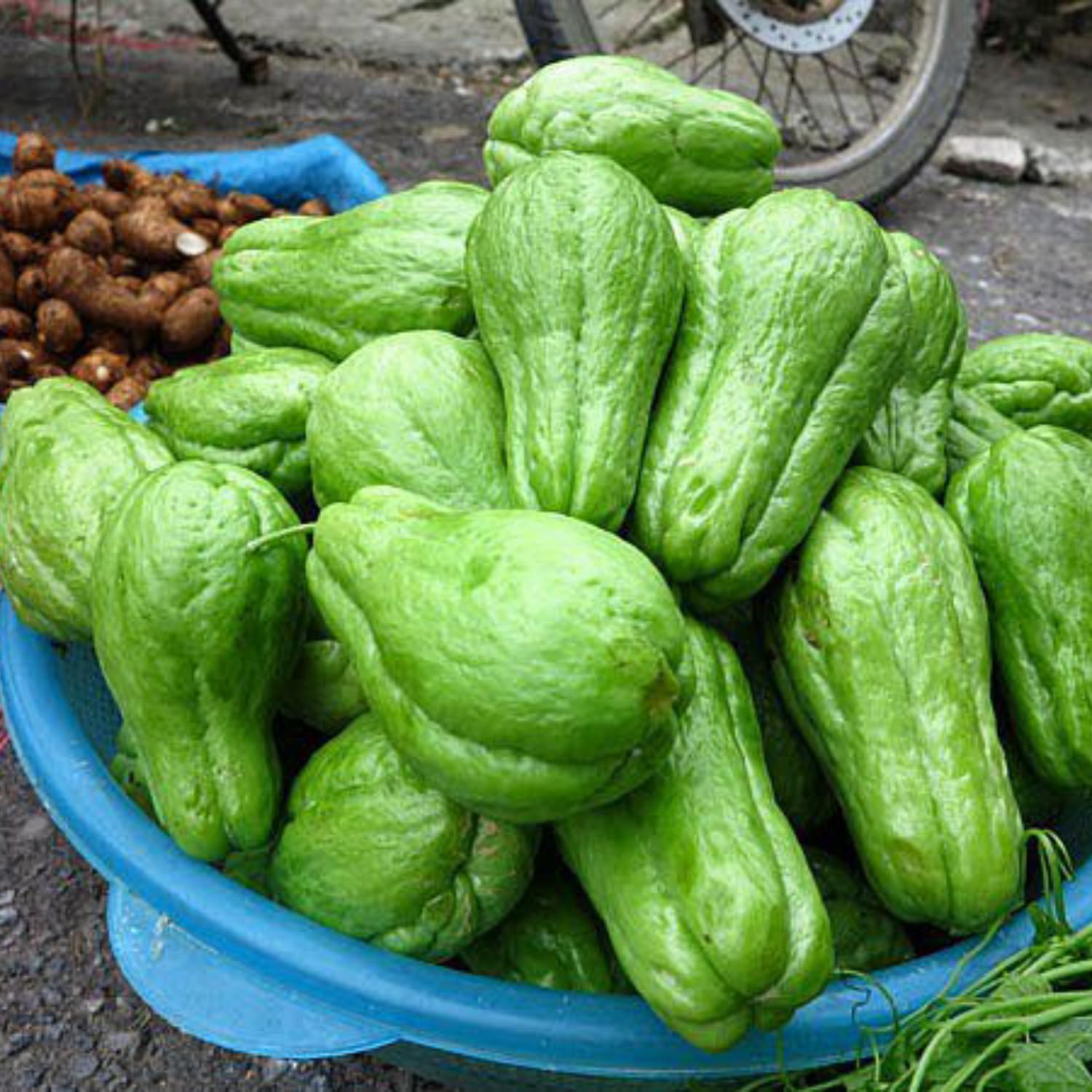 Chayote Squash Plant, Vegetable Plant Live for Gardening Outdoor, 8-10 Inches Tall