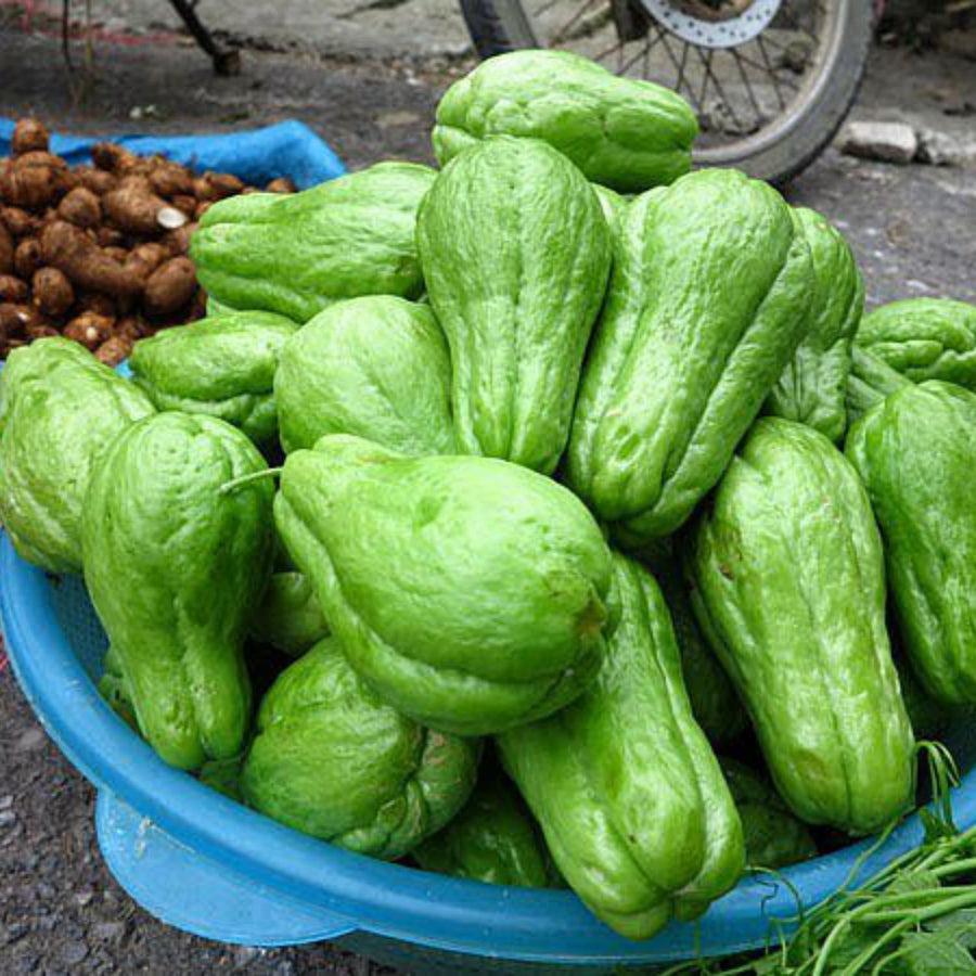 Chayote Squash Plant, Vegetable Plant Live for Gardening Outdoor, 8-10 Inches Tall
