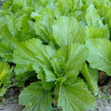 Set 1000 Florida Mustard Seeds for Planting, Green Broadleaf Mustard Seed, Fresh and Fast Growing for Vegetable Garden