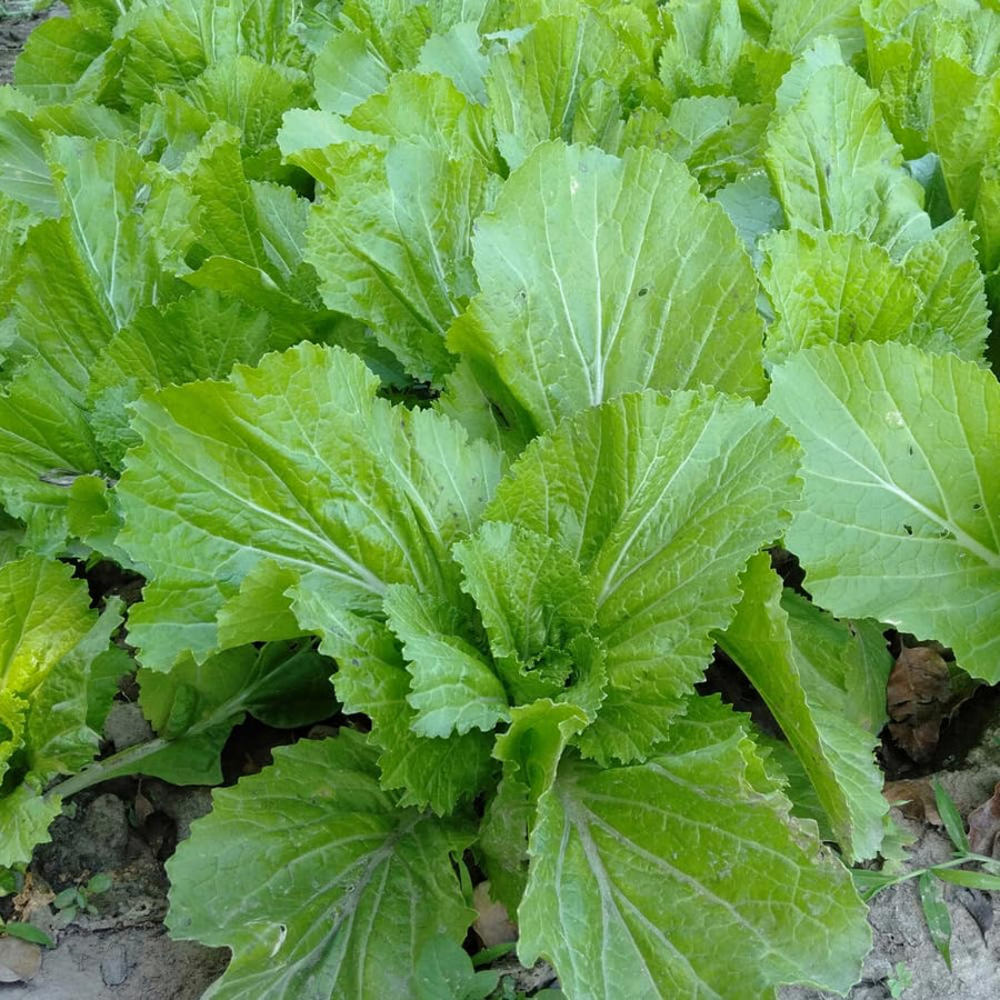 Set 1000 Florida Mustard Seeds for Planting, Green Broadleaf Mustard Seed, Fresh and Fast Growing for Vegetable Garden