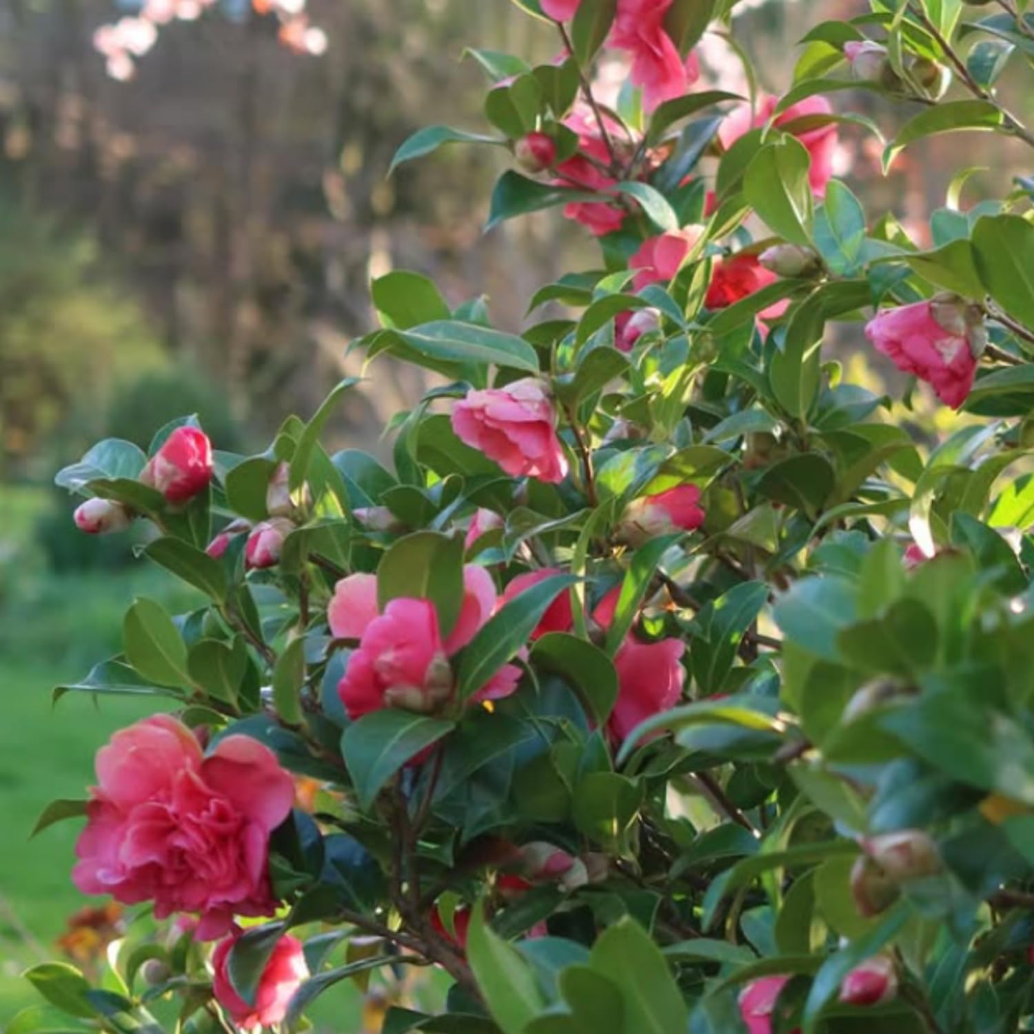 Camellia Plant Live, Camellia Flower Shrub, Well-Rooted in Pot, Cold Hardy Plant for Indoor Outdoor, 8-12'' Tall (Pink)