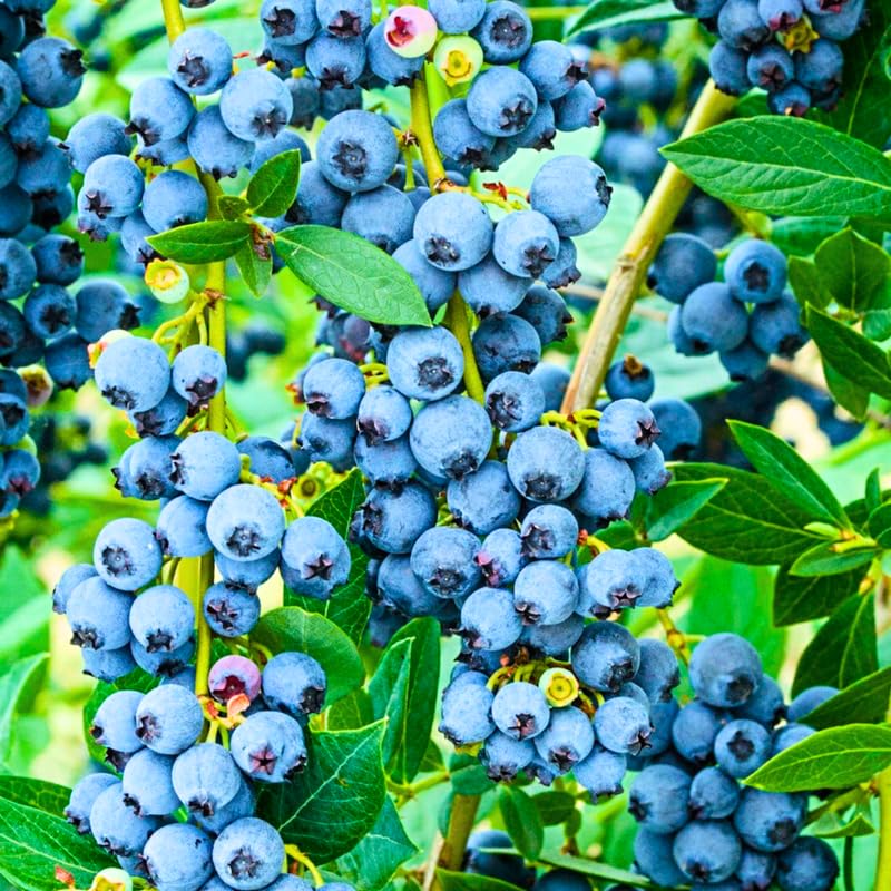 2 Blueberry Plants Live for Planting, Sweet Blueberry Bushes Live Plant, 5 to 12 Inch Height, Fruit Tree Live Blueberry Plant, Well-Rooted Plants (Misty Blueberry)