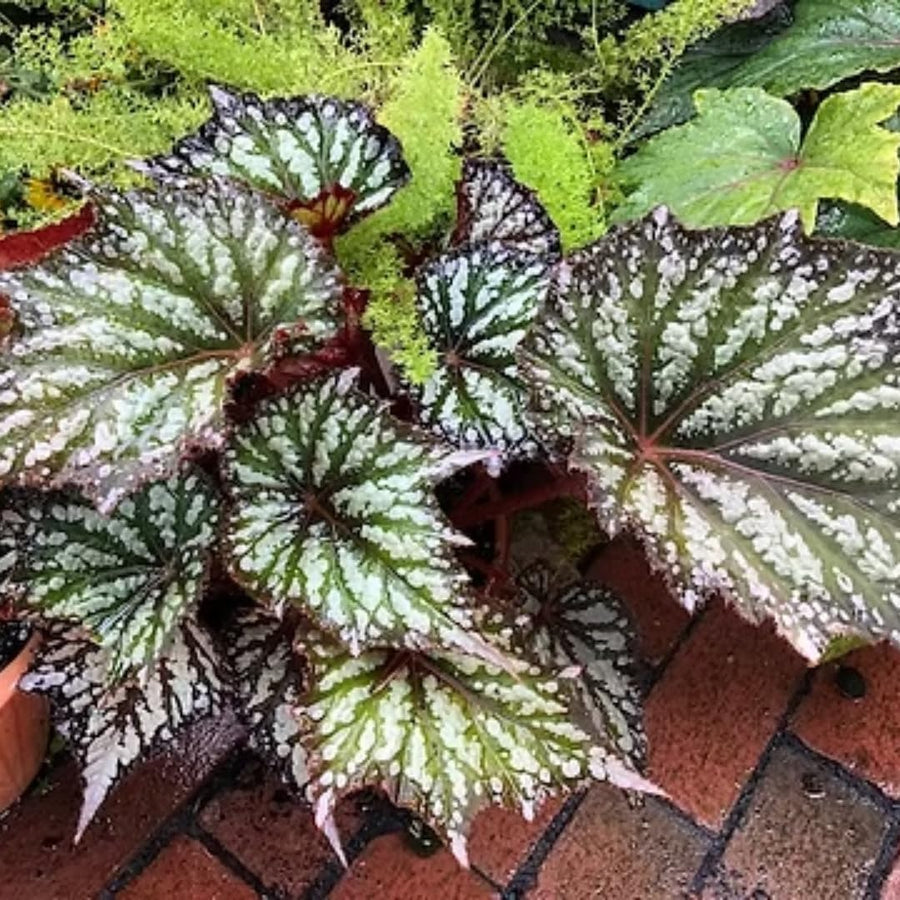 Begonia Live Plant Outdoor, Can Grow As Weeping Begonia, Fast-Growing, Easy-Care Flowering Plant for Gardens Containers, 5-9” Tall, No Pot, Begonia Maculata Plants (Summer)