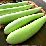 50 Bottle Gourd Seeds for Planting, Vegetable Seeds for Garden, Climbing Gourd Plant for Trellis, Outdoor Garden or Backyard Growing