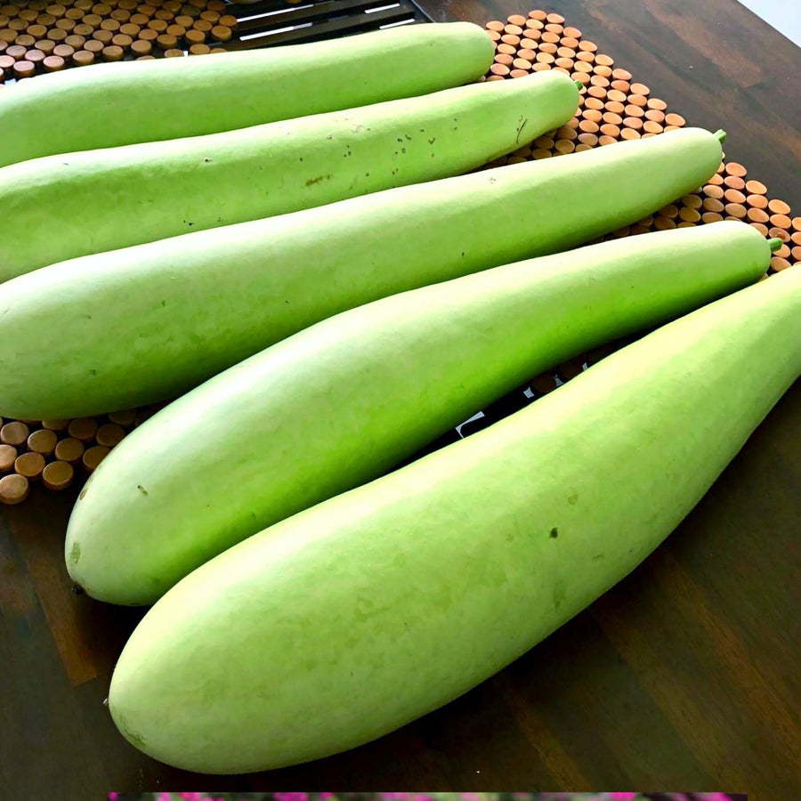 50 Bottle Gourd Seeds for Planting, Vegetable Seeds for Garden, Climbing Gourd Plant for Trellis, Outdoor Garden or Backyard Growing