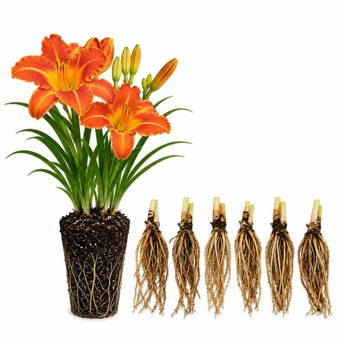 5 Orange Daylily Roots, Hardy Perennial Flower for Garden Beds and Borders Planting, Easy Care, Ready to Grow