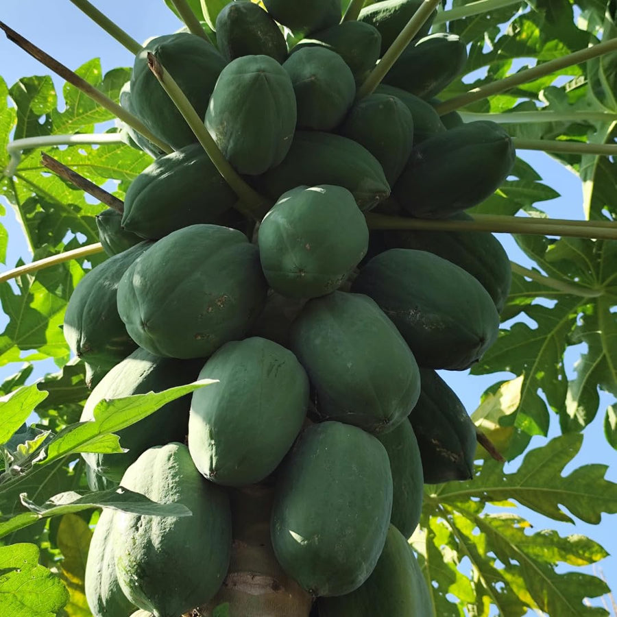 Papaya Tree Plant Live for Planting, Papaya Fruit Plant, 4 to 6 Inches Tall, Tropical Fruit Tree for Outdoor Growing and Container Gardening