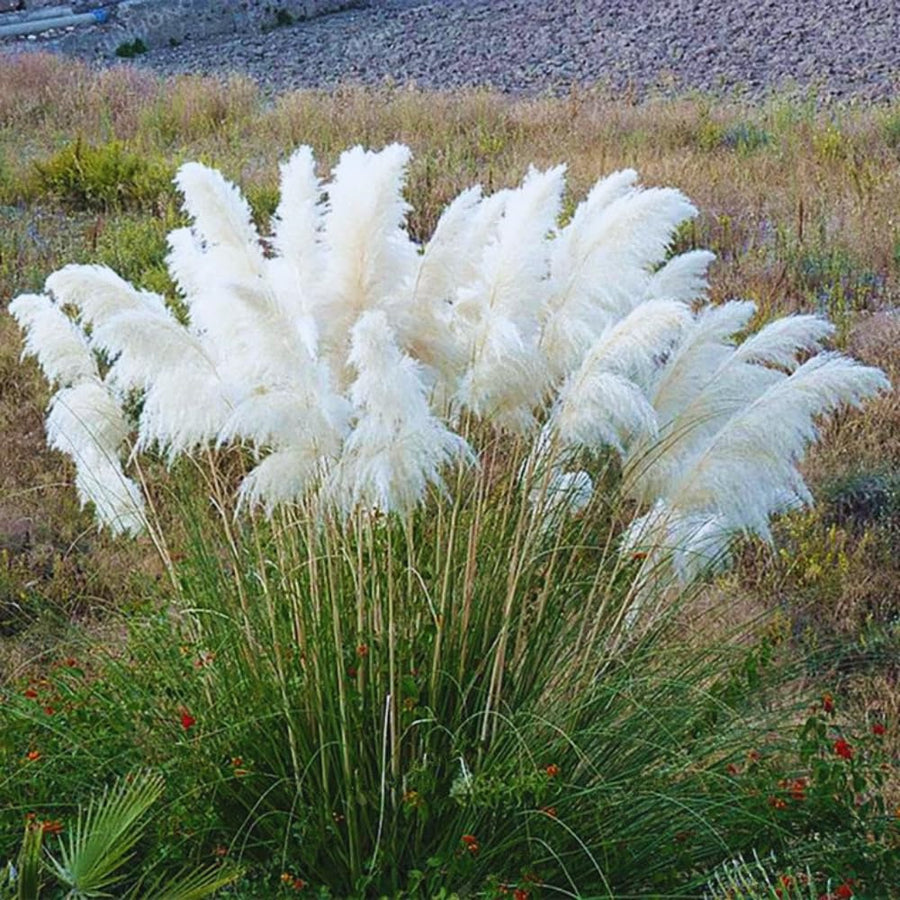 2 White Pampas Grass Plants Live from 4 Inches Long, Live Pampas Grass Ornamental Grass Live Plant Gardening, White Grass Tree Live Plant