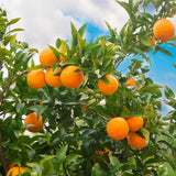 Calamondin Tree Live Plant, Calamansi Plant, 3 to 4 feet Tall, Calamondin Calamansi Trees Live Plants for Indoor Outdoor Planting