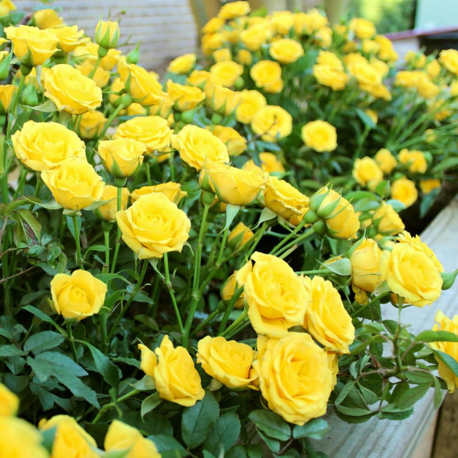 Yellow Miniature Rose Plant Live, Vibrant Flowering Rose Bush for Growing Indoor Outdoors, Starter Roses in 3'' Pot