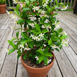 Star Jasmine Plant Live, Jasmine Flower Plant, 3-5 Inc Tall, Fragrant Climbing Vine for Indoor Outdoor Growing
