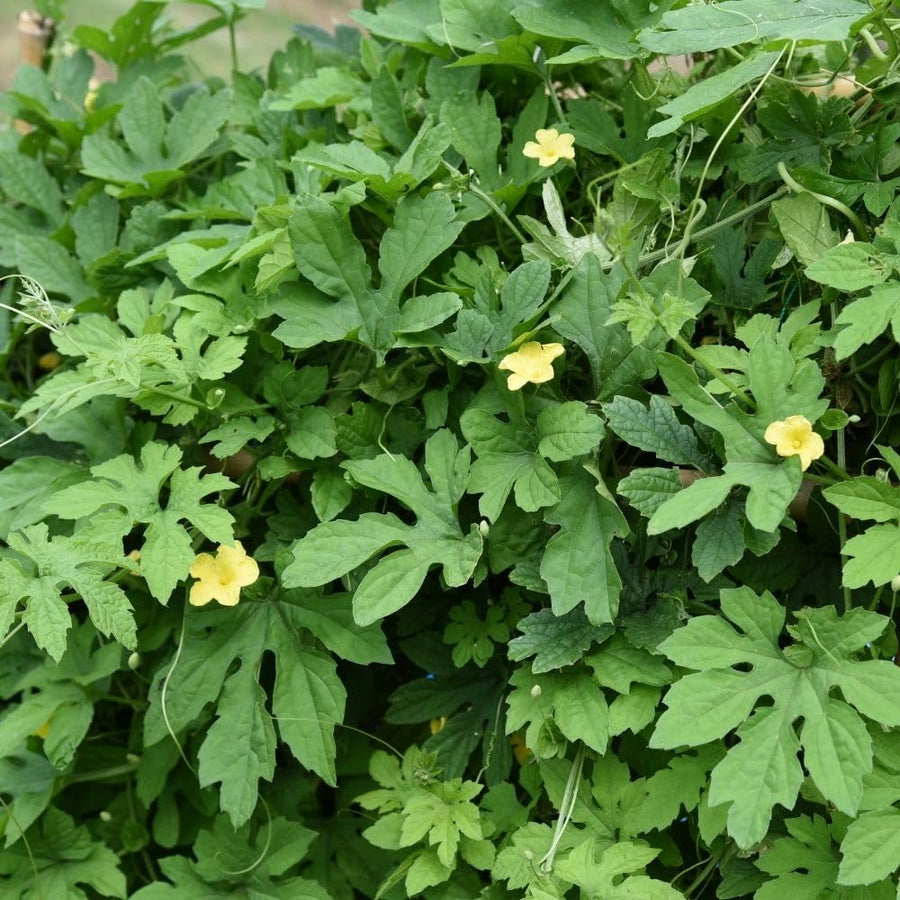 Green Bitter Melon Plant in 4" Pot, 4-8" Tall - Bitter Gourd Vegetable Vine Plant for Outdoor Garden and Container Growing