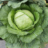 Set 500 Cabbage Seeds for Planting, Cabbage Seed, Cold Hardy, Green Vegetable for Outdoor Garden